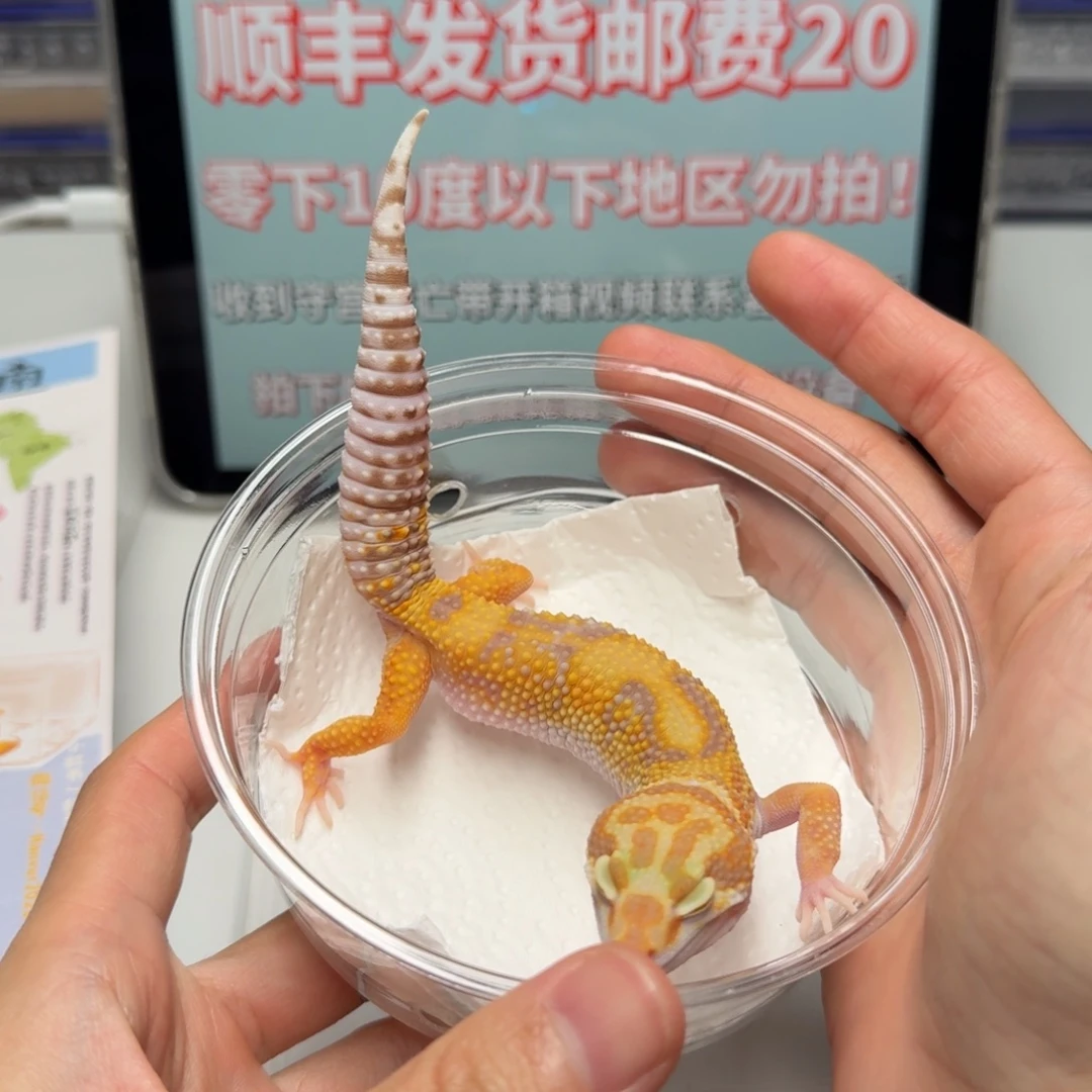 豹纹守宫橘白妹妹