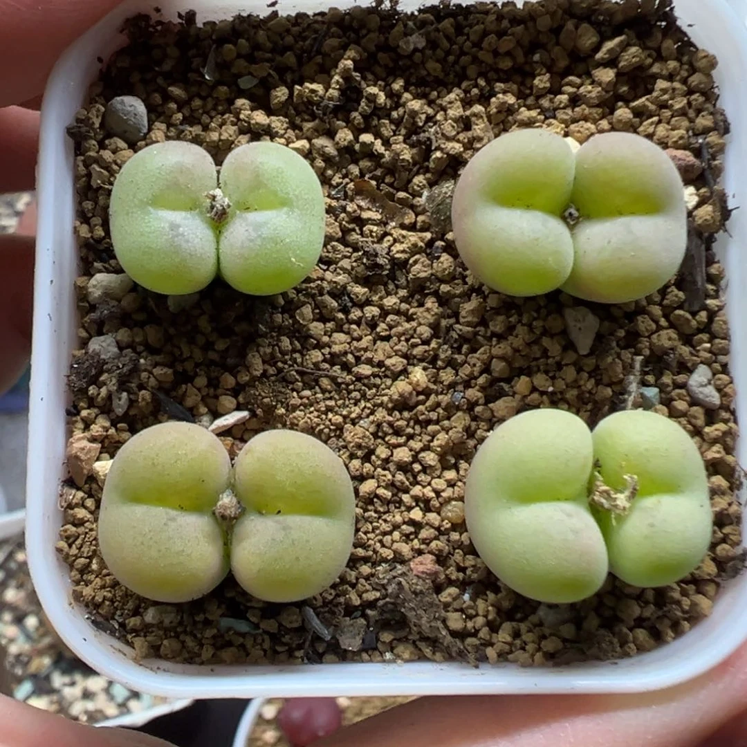 空卡四颗裸根发货