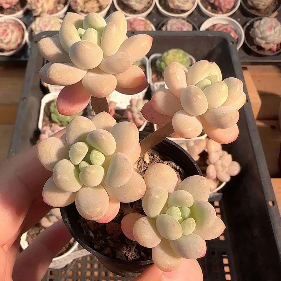 多肉1203-168可能散福利