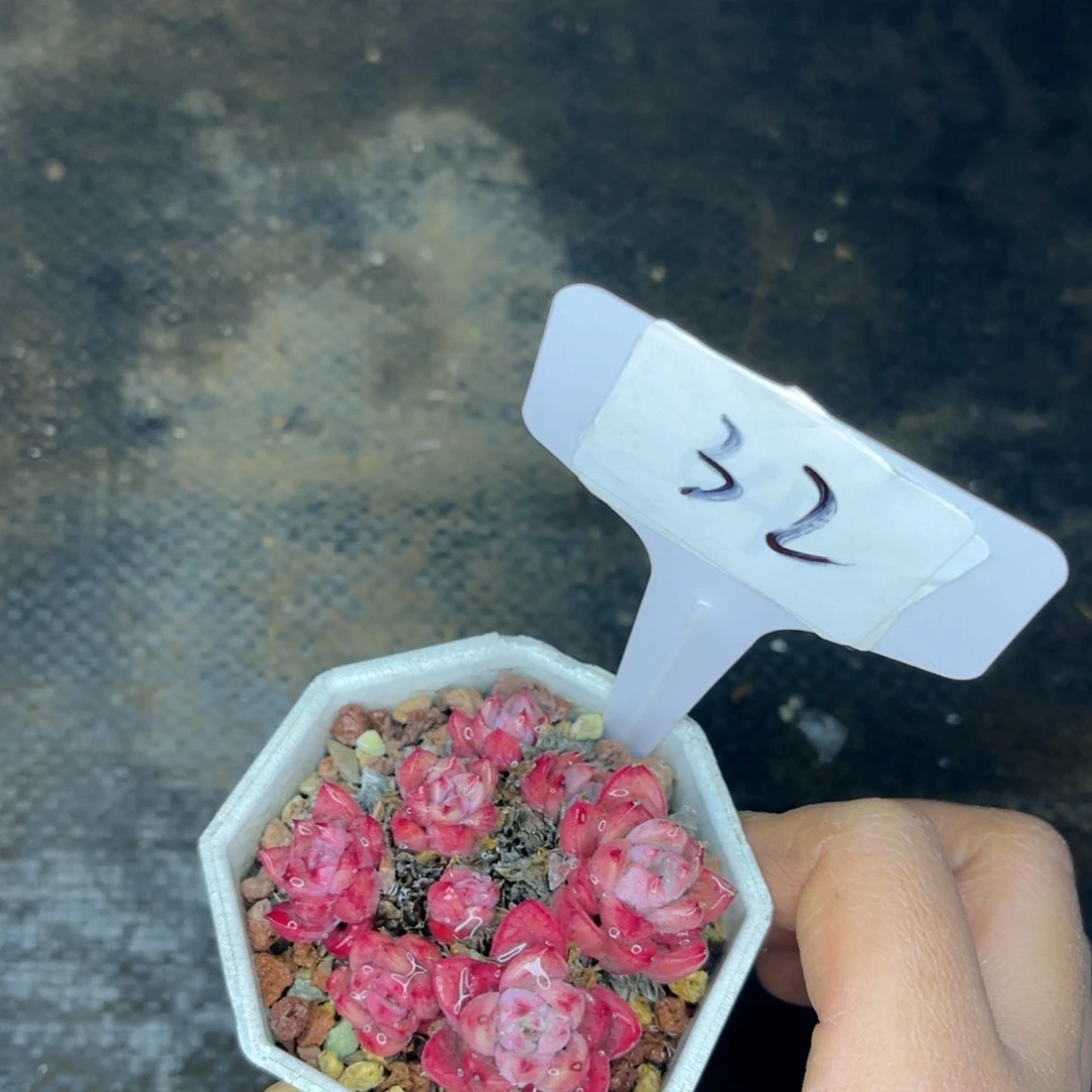 32 一物一拍 精品