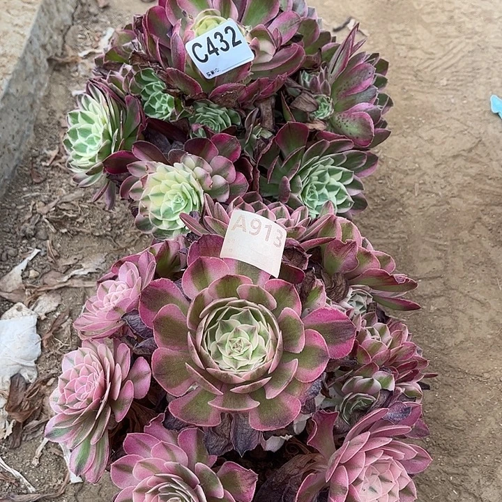 ℋ***࿐多肉植物海王荔枝