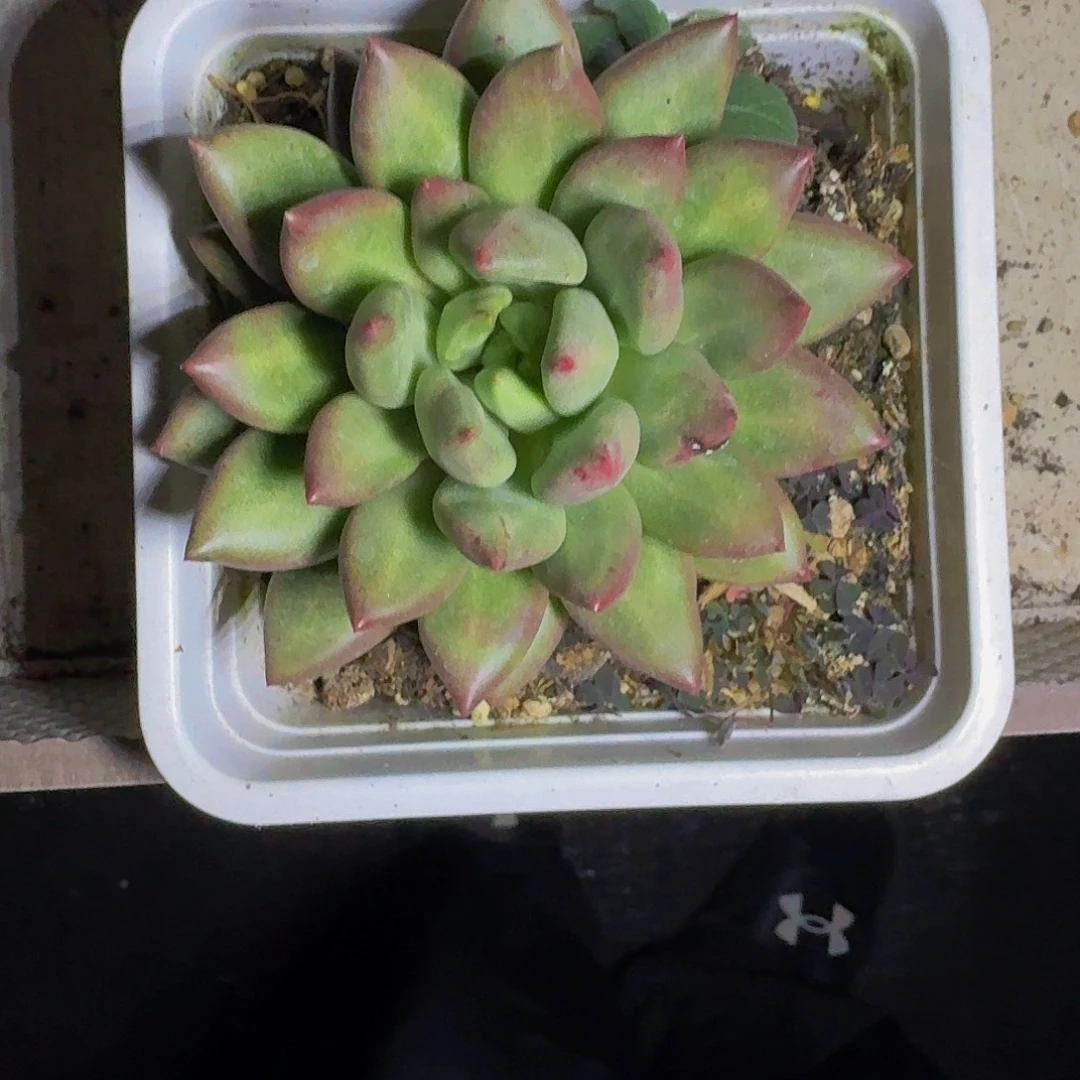 米其林 单头 一物一拍
