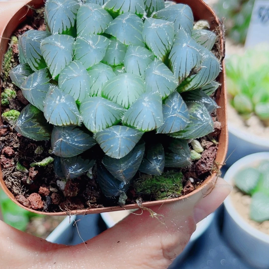 蓝镜玉露多肉植物6666