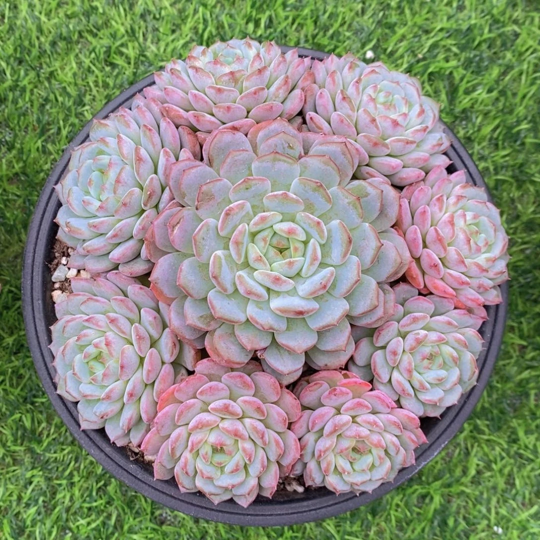 白胖子捧花 一物一拍