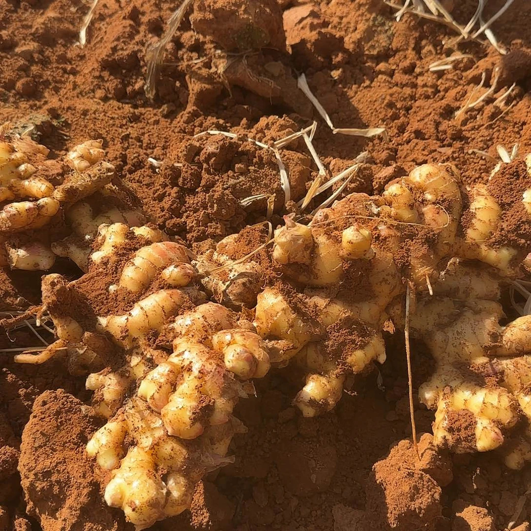 地栽生姜多肉5斤多肉