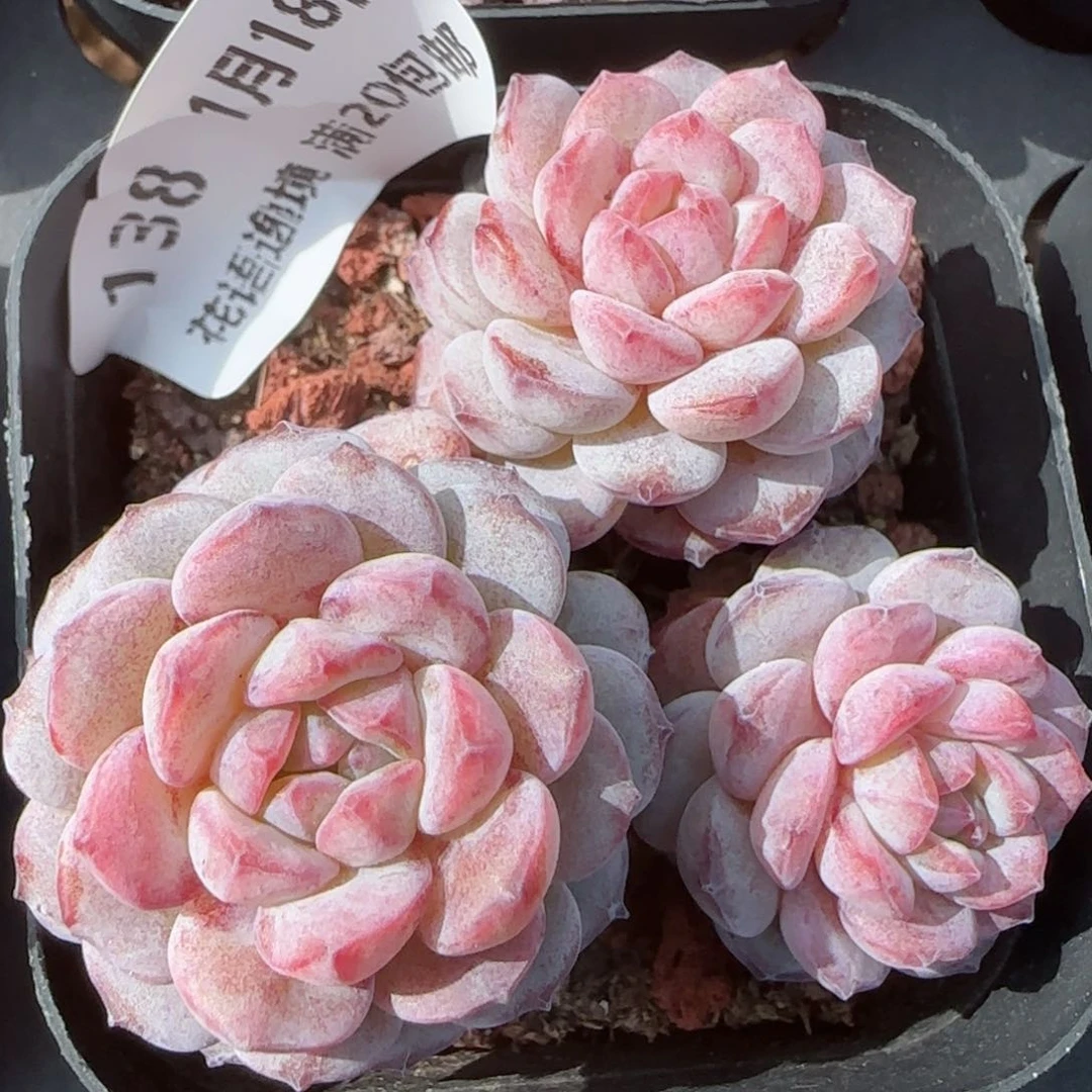 花语逸镜0118-138点将船