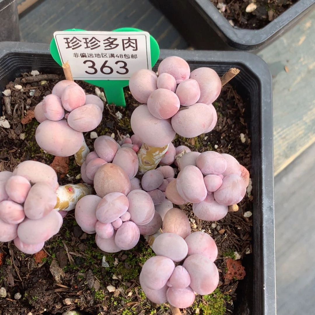 留****你烟美人老桩无砍363