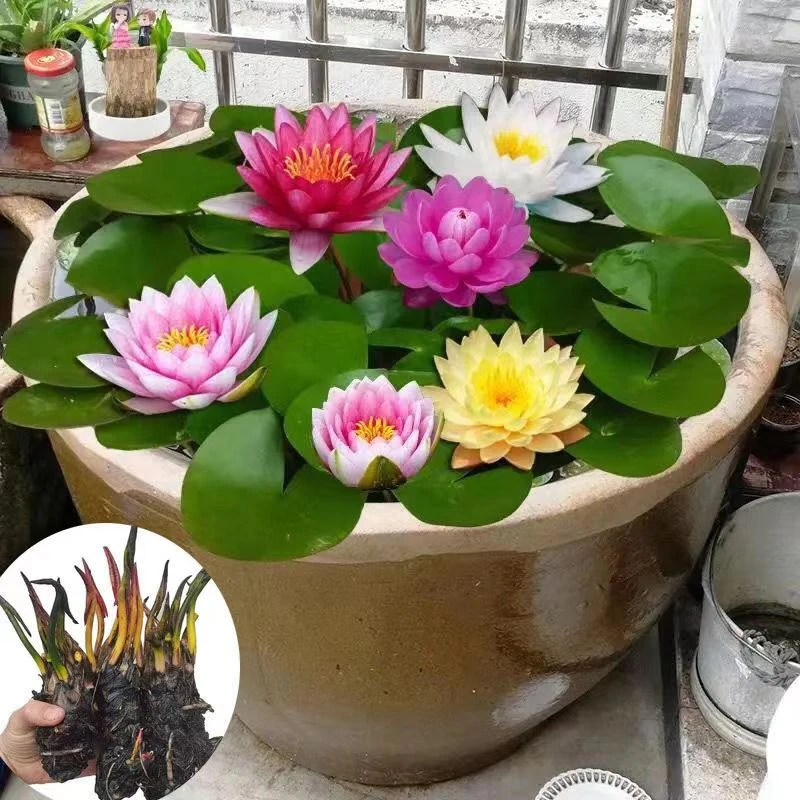 睡莲水培植物带芽花根莲花多年生水生花卉荷花盆栽鱼缸鱼池水缸养