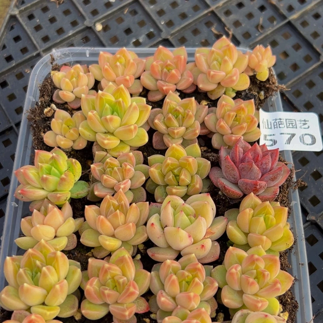 570大热天的时候就会出现