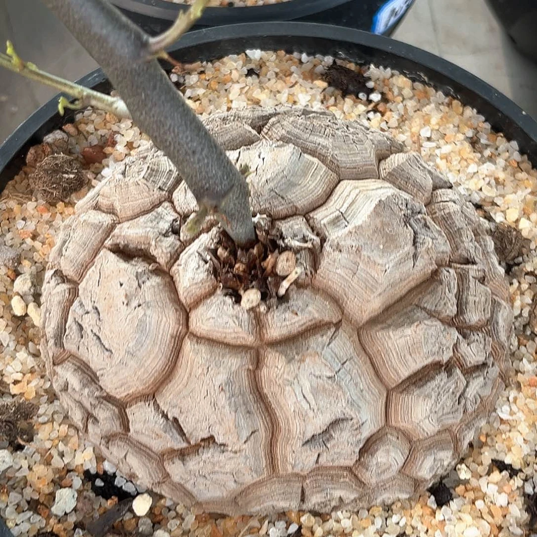 潮流植物白皮大甲，12.6公分