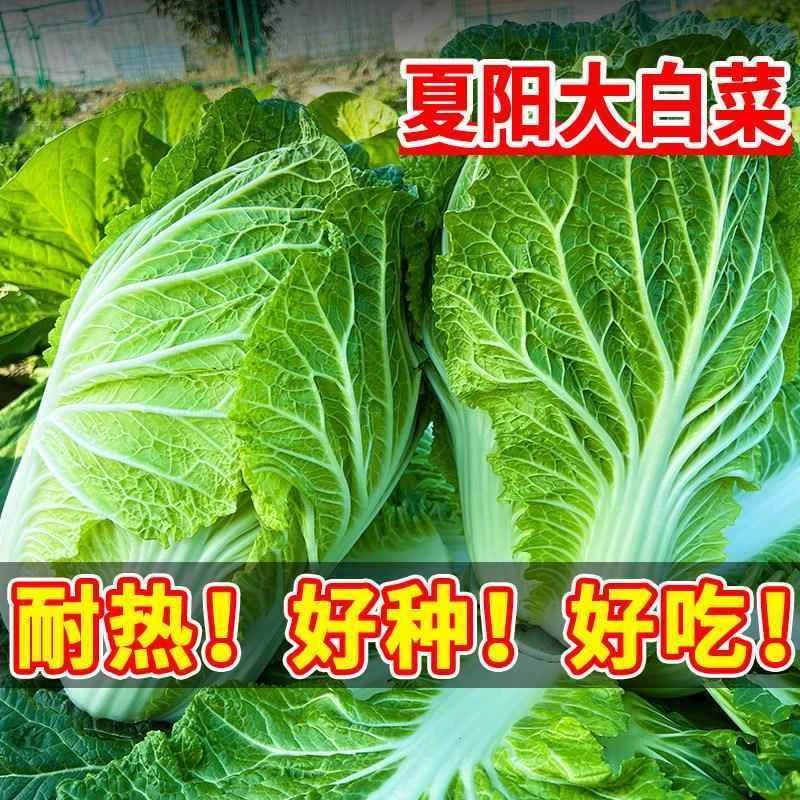 夏阳白菜种子耐热高产黄心芯大白菜种籽夏秋蔬菜四季抗病农家阳台