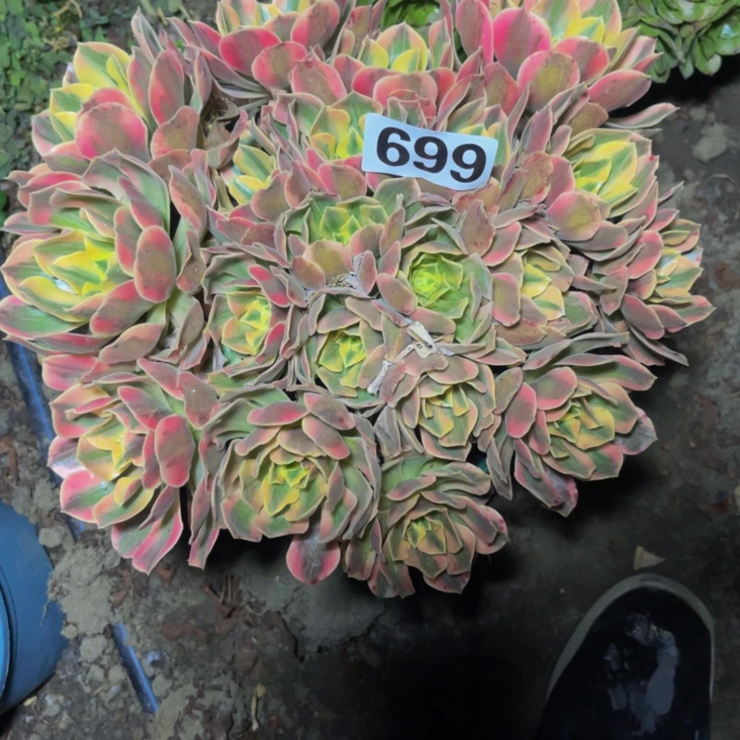 女妖法师14/////32包邮