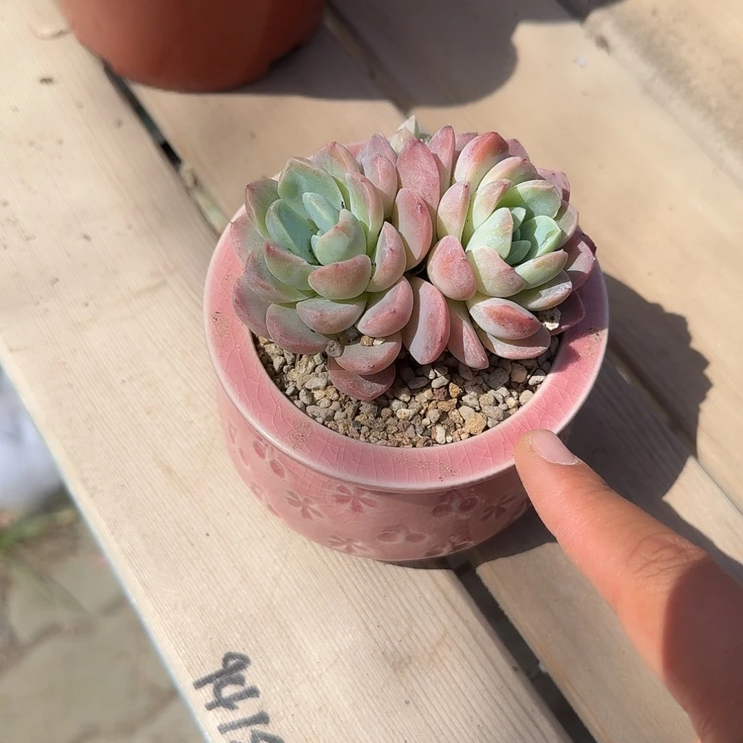 雪梅娘带盆多肉植物