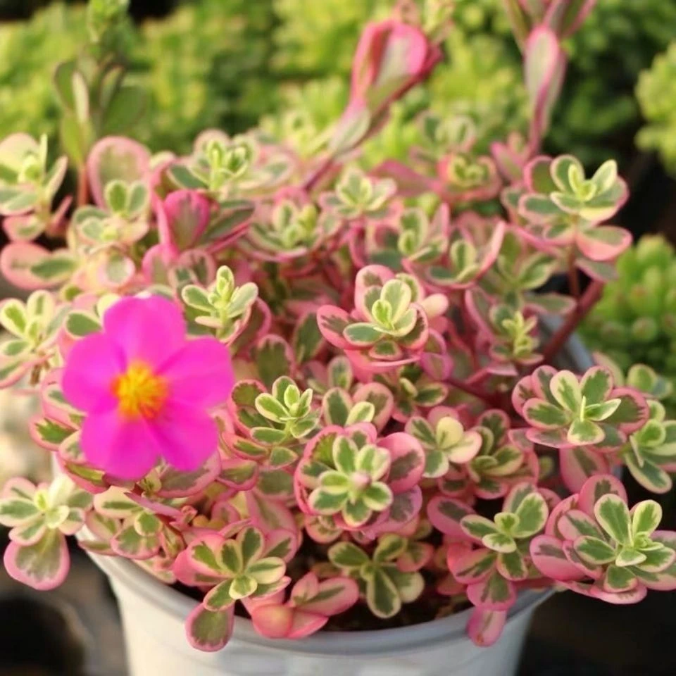 太阳花锦多头群生多肉植物盆栽新手好养老桩肉肉植物批发室内花卉