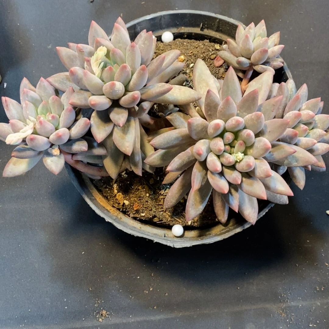 老阿姨花卉一物一拍红蜻蜓2