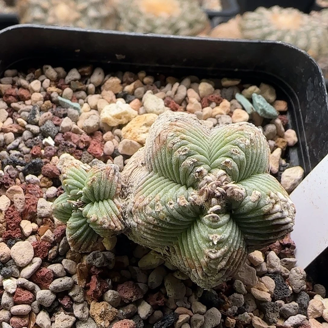 五星11111111111111111