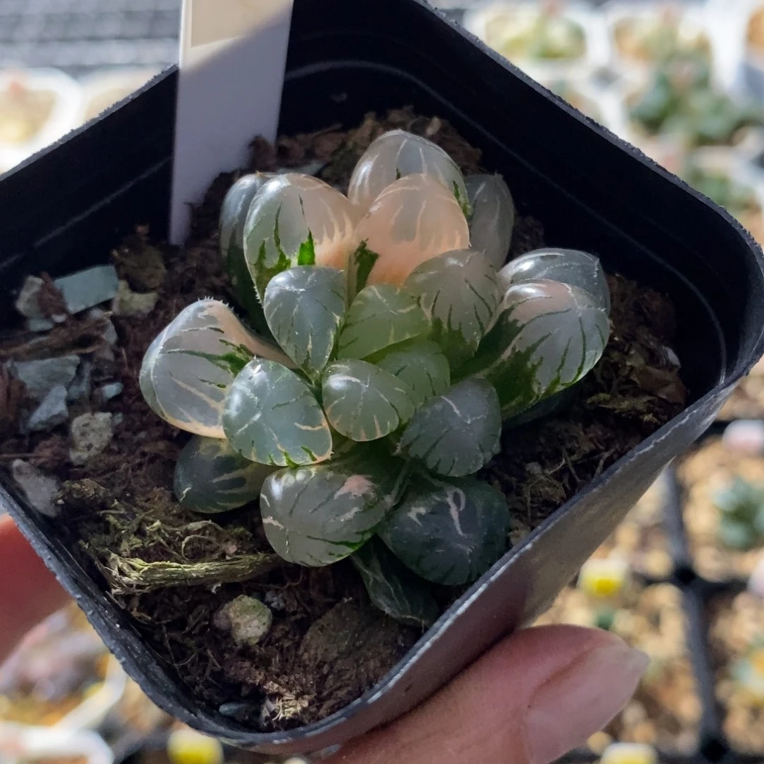 505冰灯玉露锦一物一图