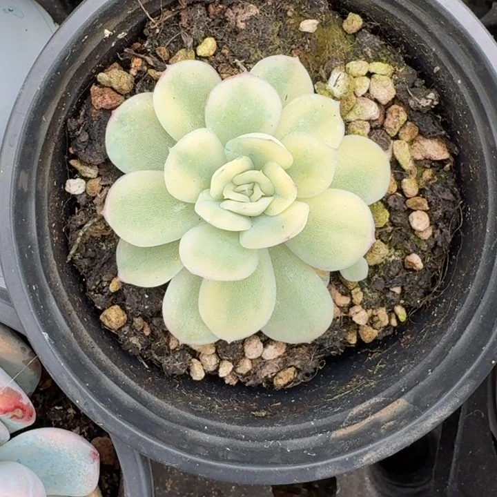草莓冰锦一物一拍
