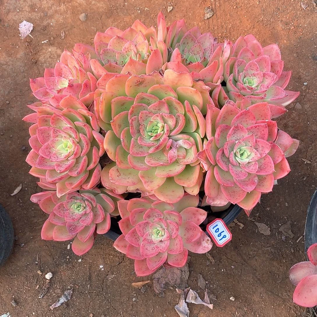 1069高贵 一物一拍多肉