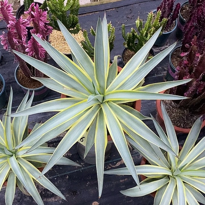 银河旅人一物一拍