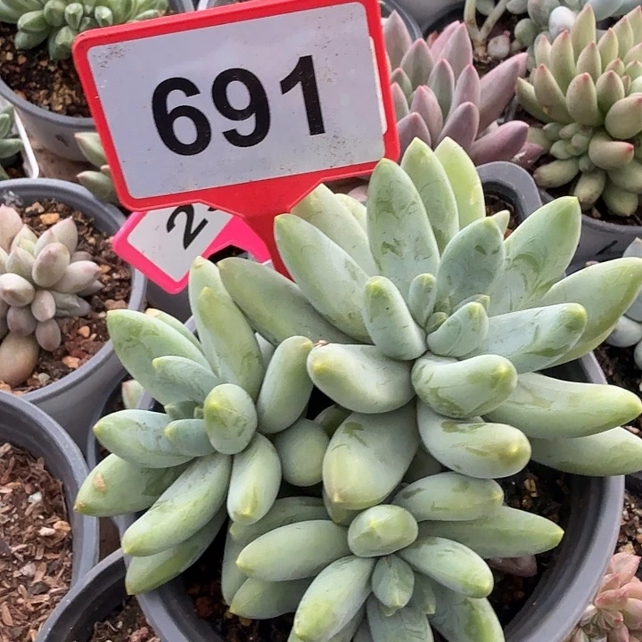 啊蒂斯托一物一拍691