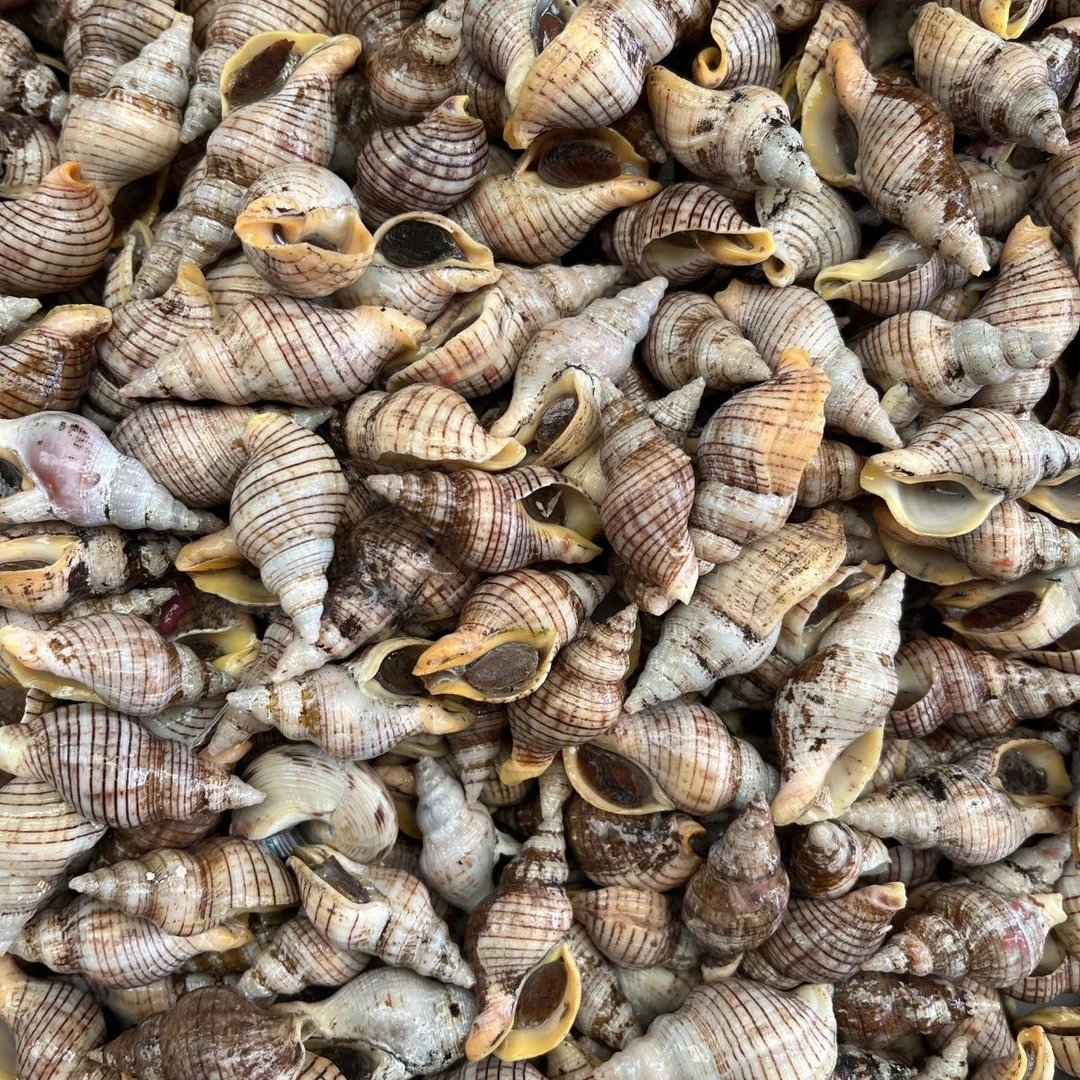 新鲜大号红枣螺顺丰冷链鲜活发货