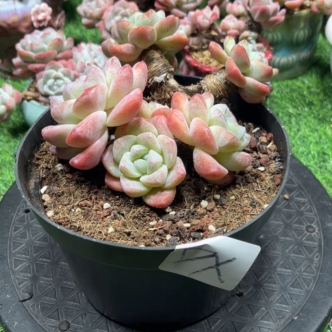 DX专拍冰玉两颗老桩