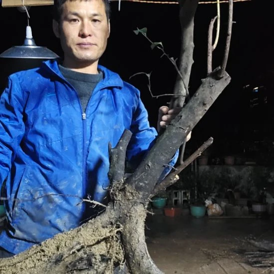 有***鸣无花朵金单子当前无花果