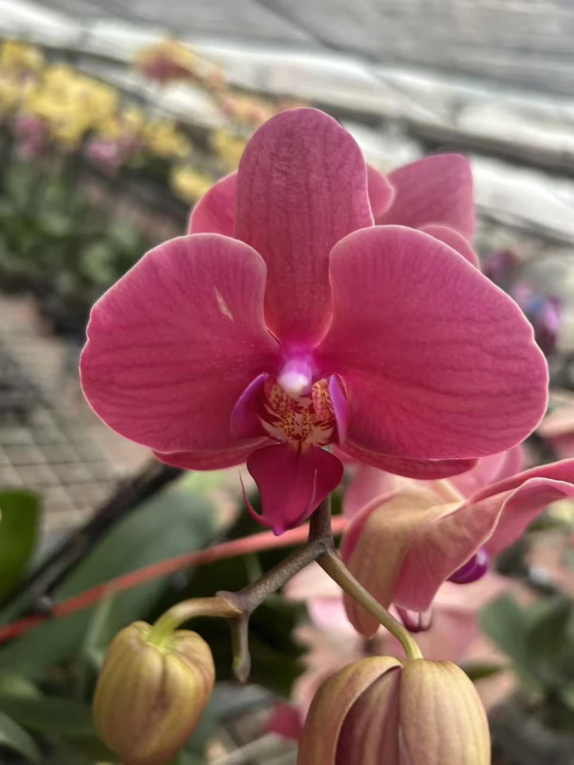 农掌柜   蝴蝶兰（苹果红）带花带花苞