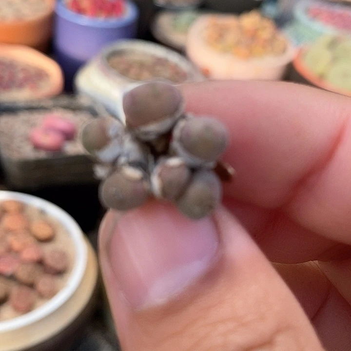 14510猕猴桃一颗