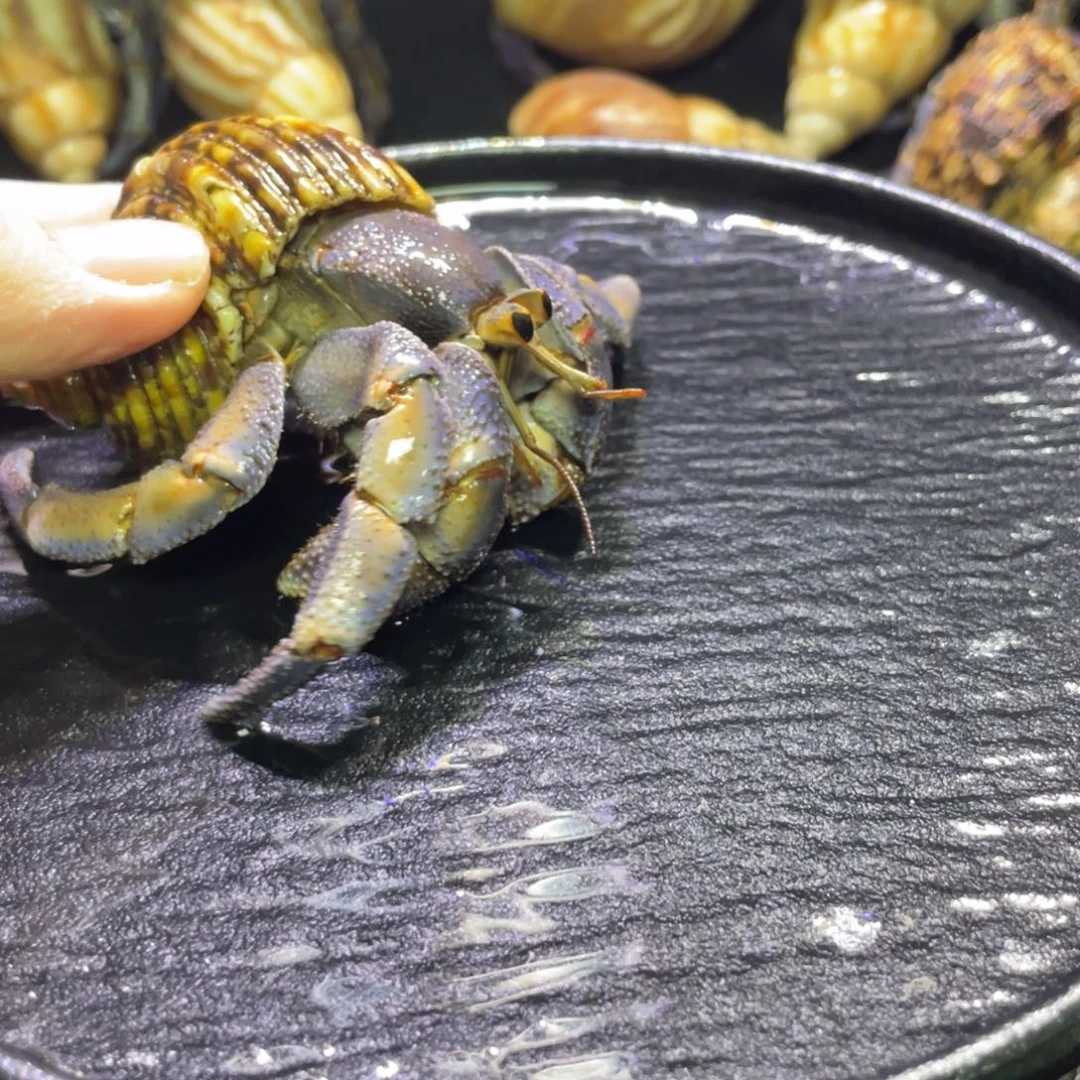 寄居蟹寄居蟹寄居蟹