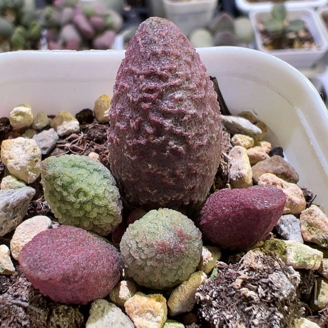 糖果大苗多肉植物水泡