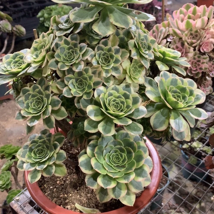 387保时捷多肉植物特价