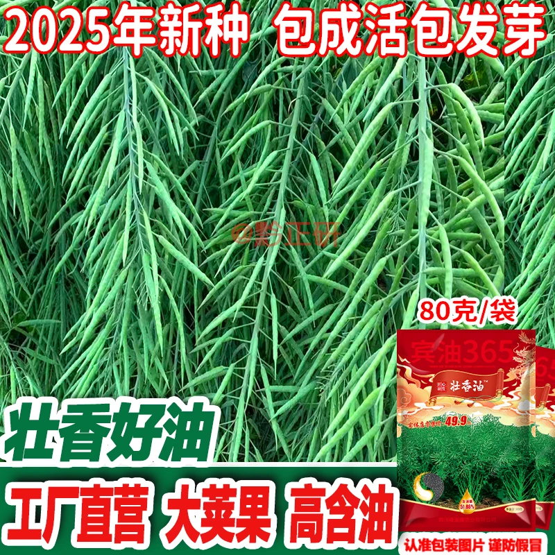 壮香油高产杂交油菜种子农作物矮杆强抗病双抗双低浓香油菜品种