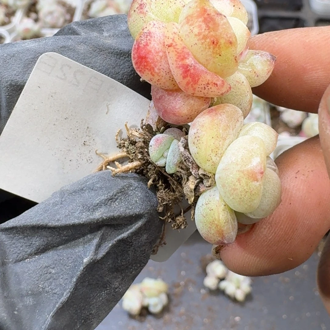 h**t60 号到手1框江北多肉