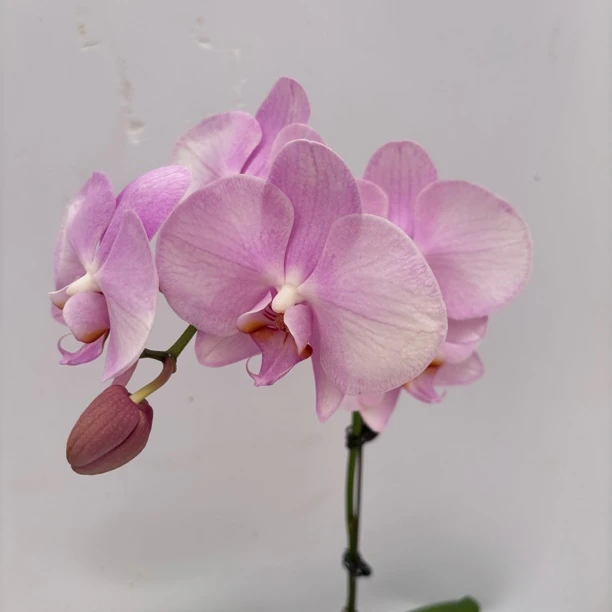 欢然花田蝴蝶兰（nk63）单剑 ，全花福利品
