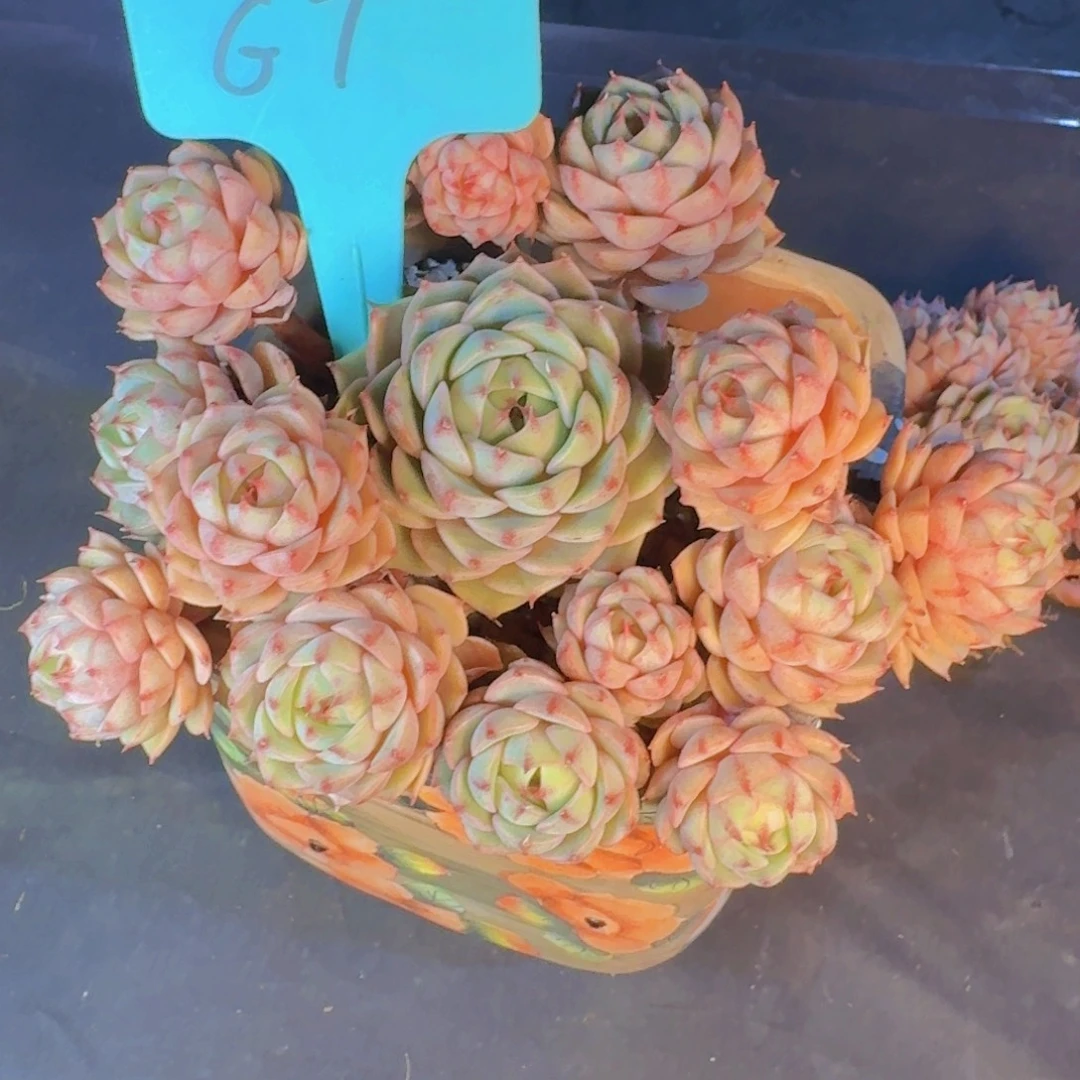 多肉植物的生长发育和