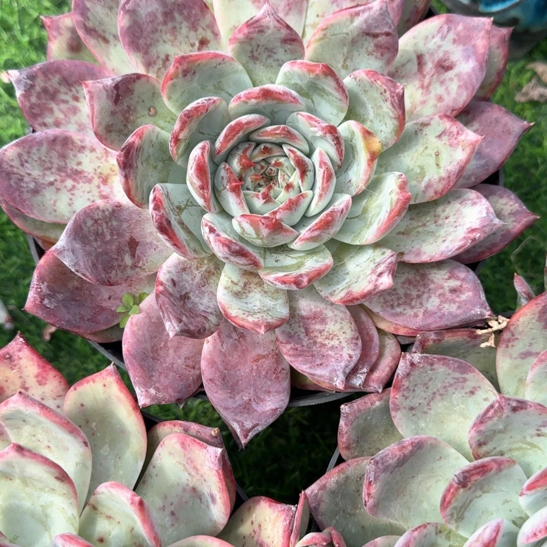 多肉植物多肉植物