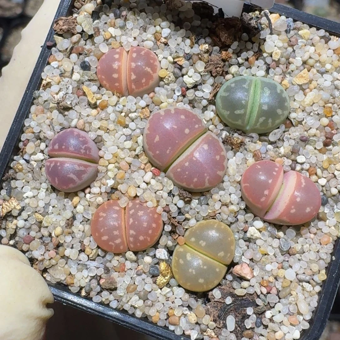 zzzz精品生石花309