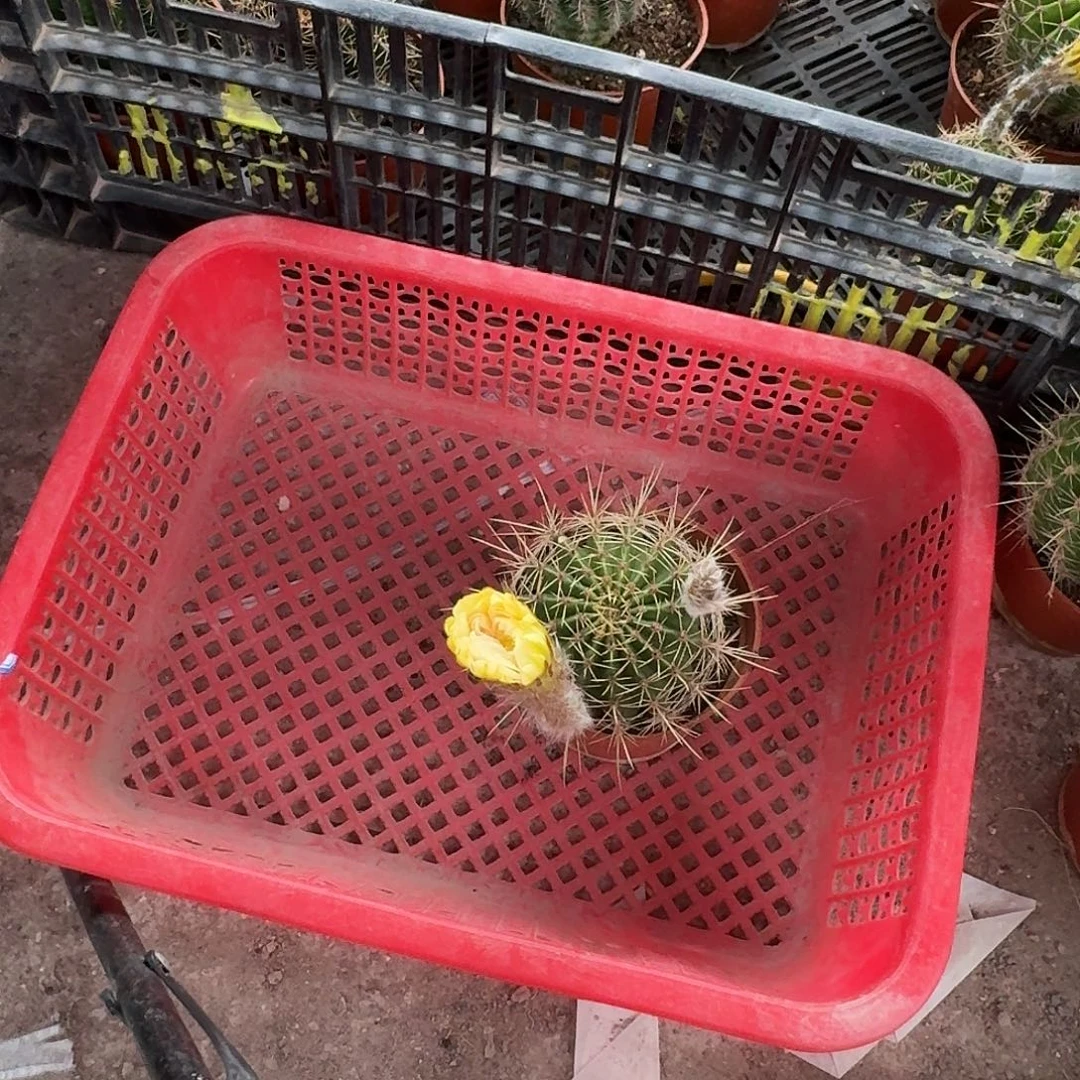 一***莲无花朵彩草哈哈哈哈哈哈哈