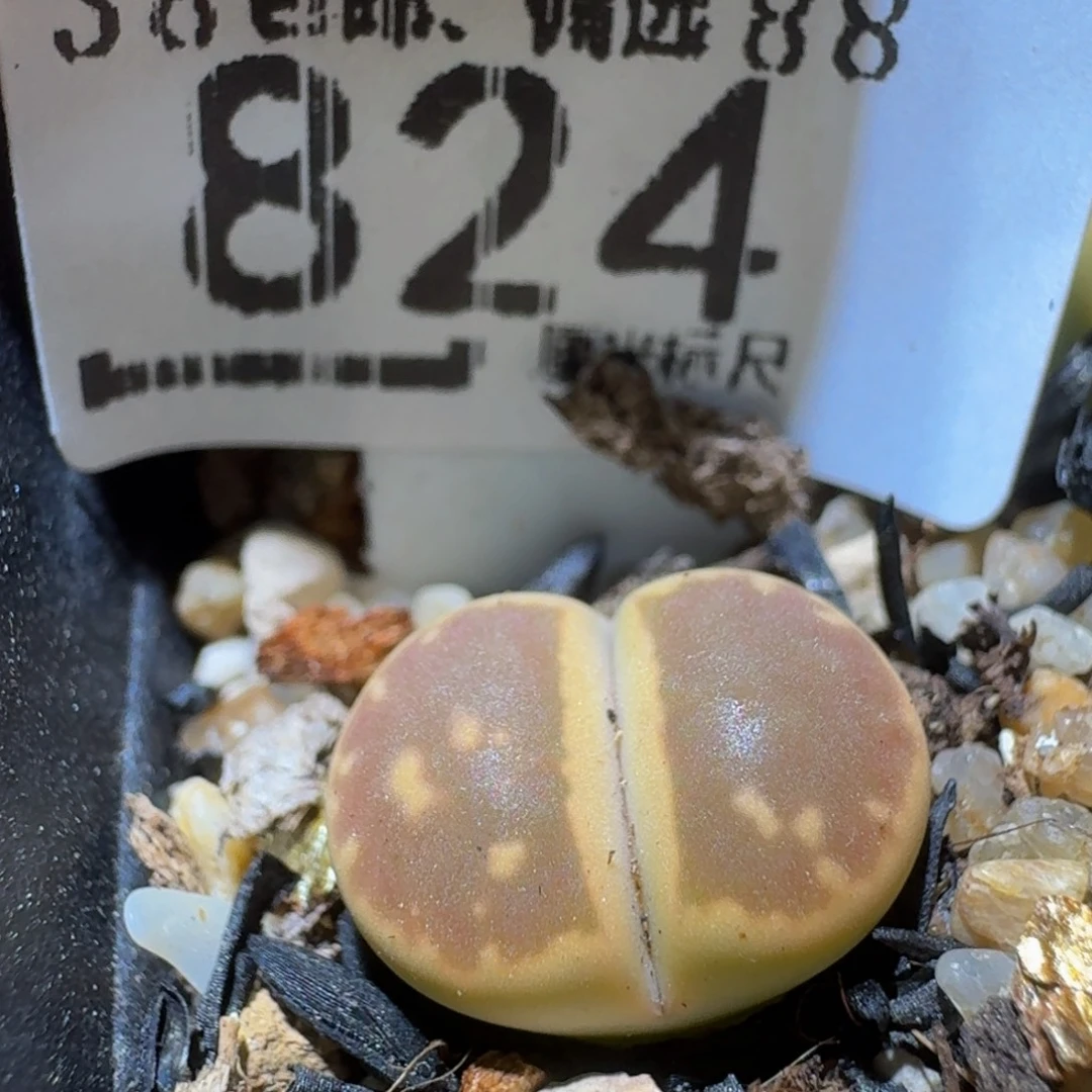 Ssss精品生石花824