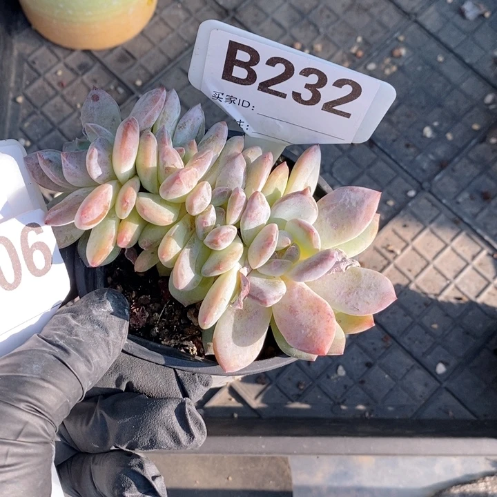 232石榴籽多头朵朵