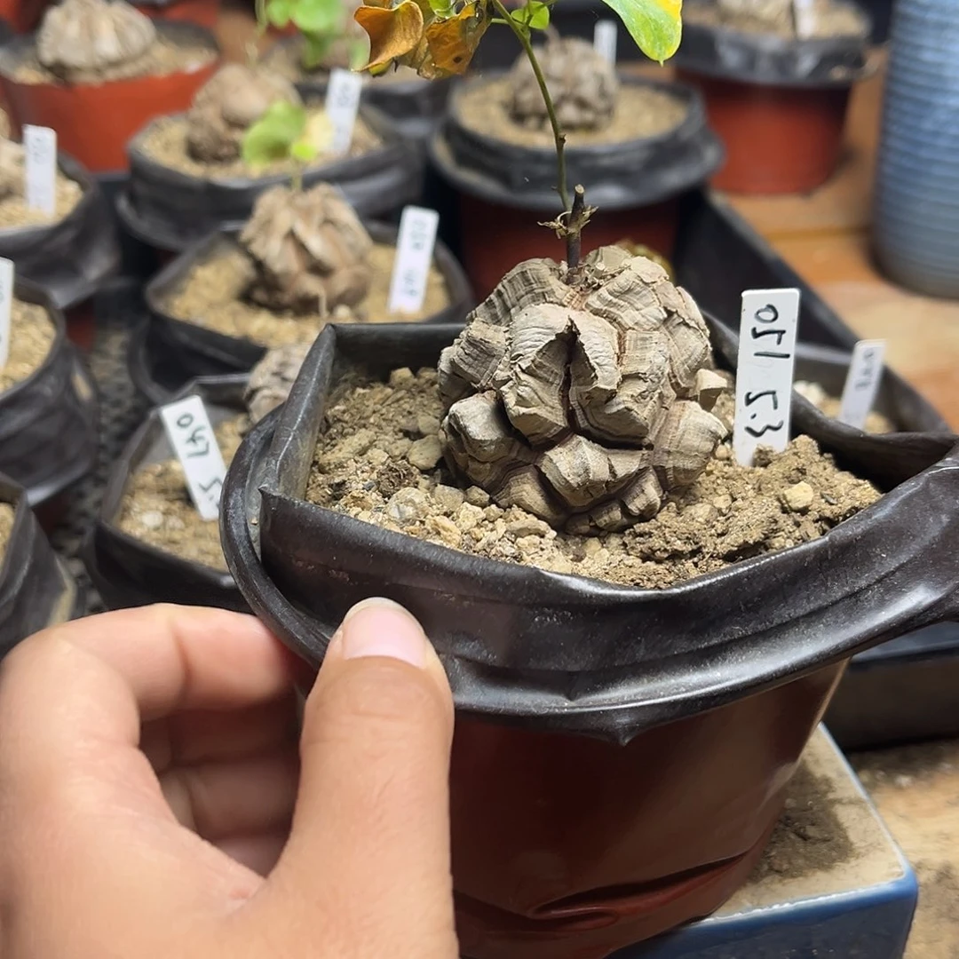 051南非块根龟甲龙