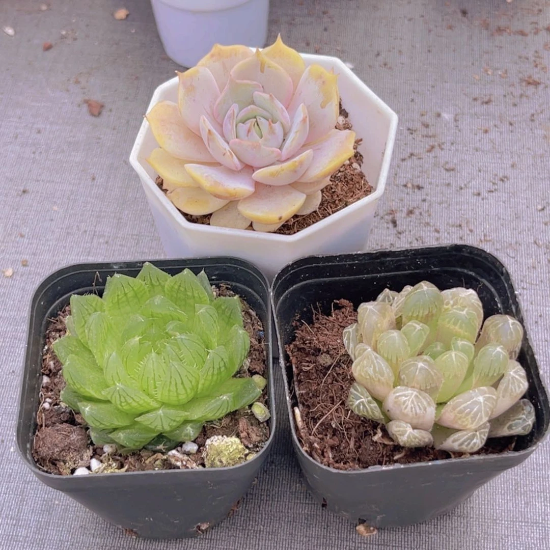碗**糖露娜莲 樱水晶 琥珀