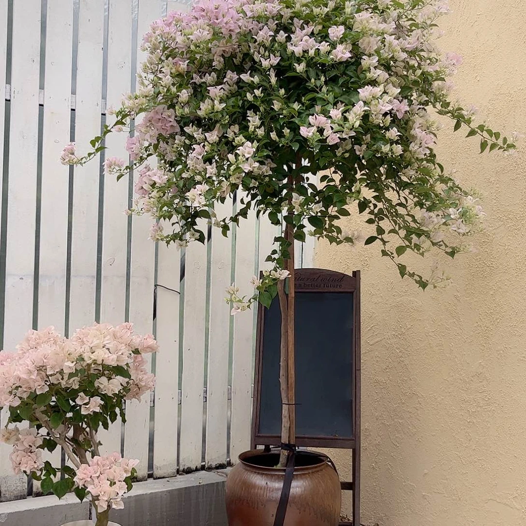 完全开放苹果花1800
