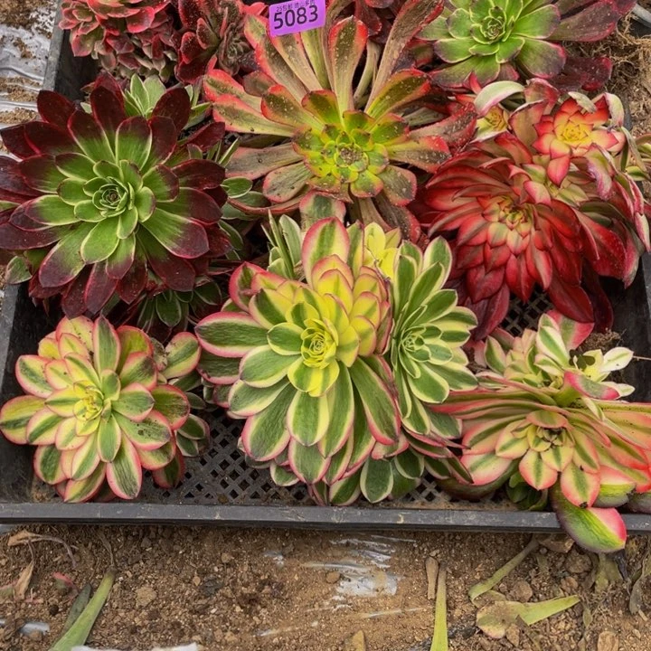 5083组合福利套餐