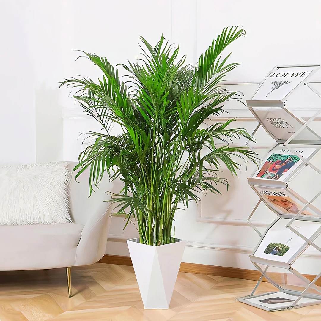 【1.1-1.2米】富贵椰子室内植物客厅办公室四季常青新房除甲醛盆栽