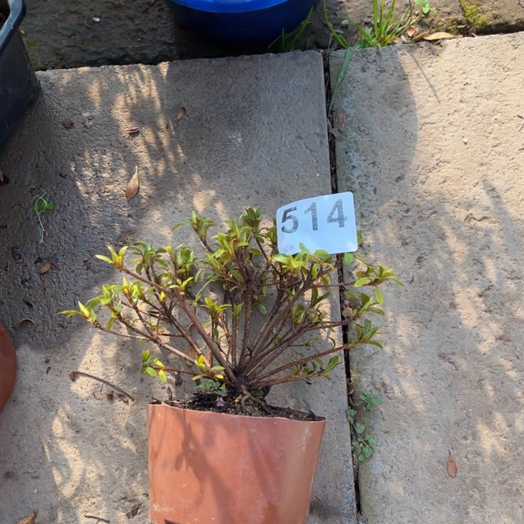 【闪购商品】完全开放大*