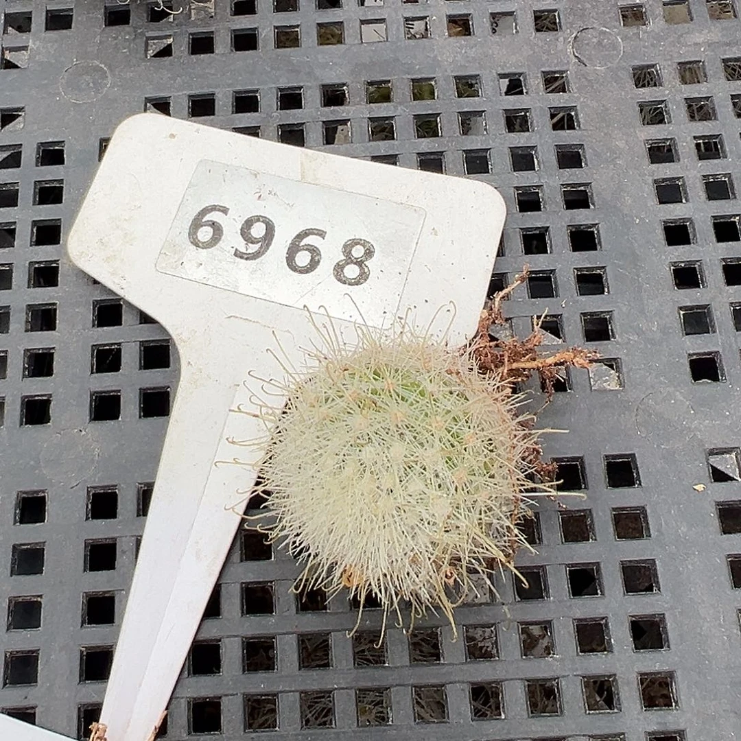 星***y6968 实生仙人球裸根发货