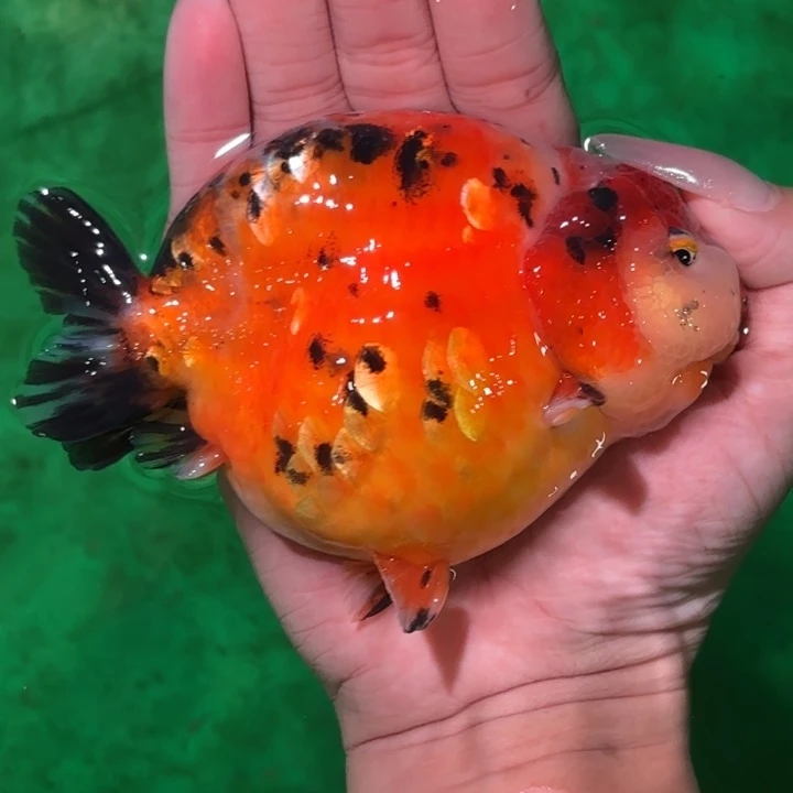 海水鱼兰寿活体金鱼淡水观赏鱼